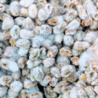 Cotton Seed Wholesale Price in India