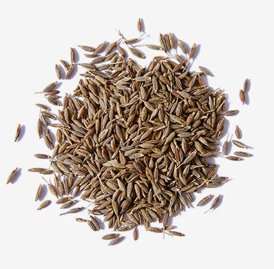 Cumin Seeds Supplier & Exporters in Guntur, India