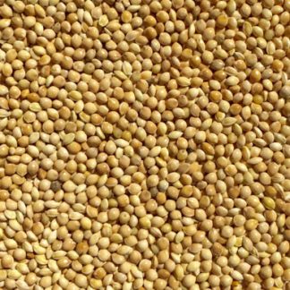 Millet Wholesaler, Exporter & Suppliers in Guntur, India